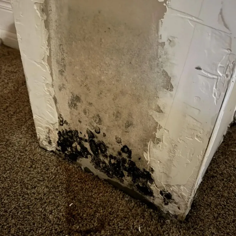 Professional Mold Removal in Zachary, LA